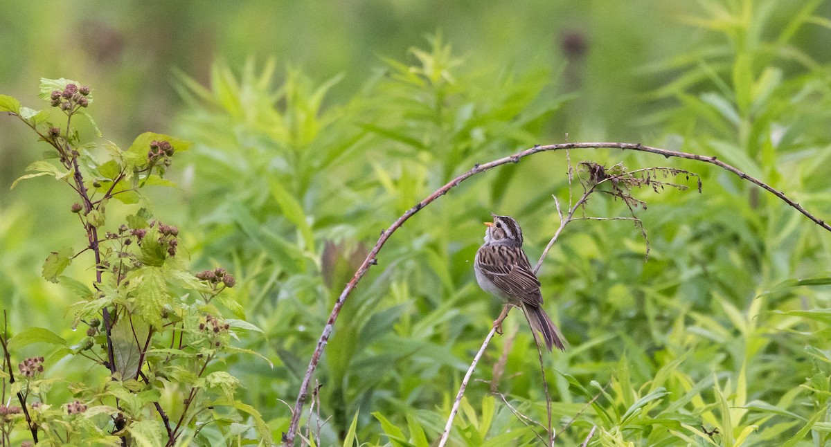 Clay-colored Sparrow - ML620315040