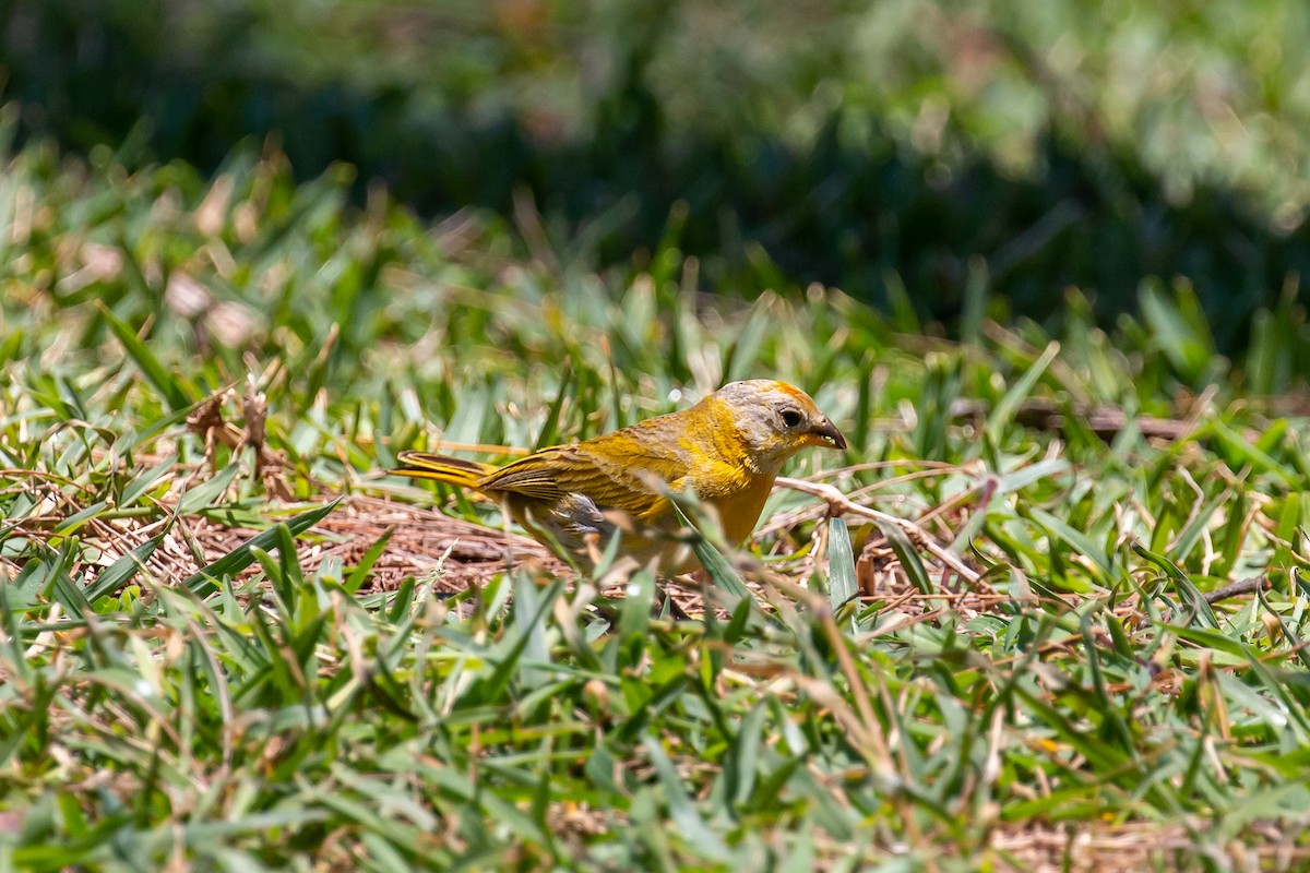 Saffron Finch - ML620315042