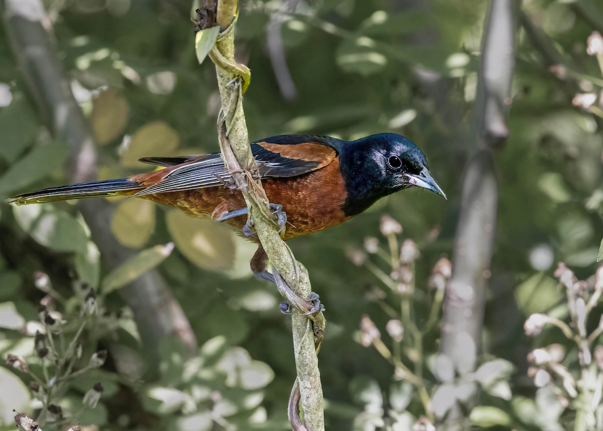 Orchard Oriole - ML620315044