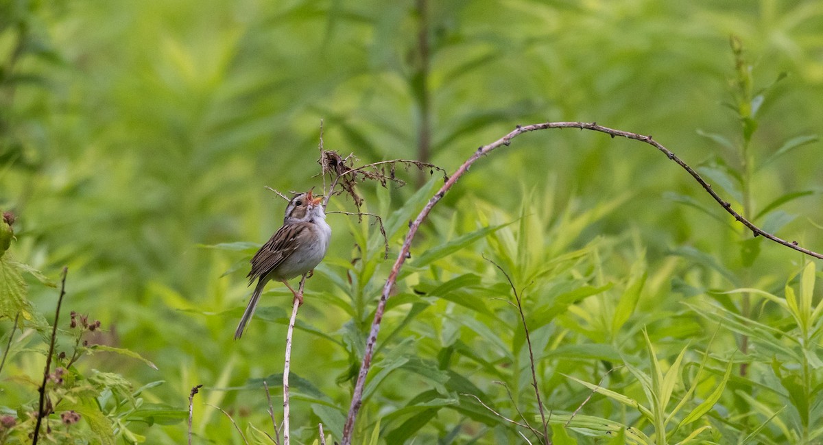 Clay-colored Sparrow - ML620315046