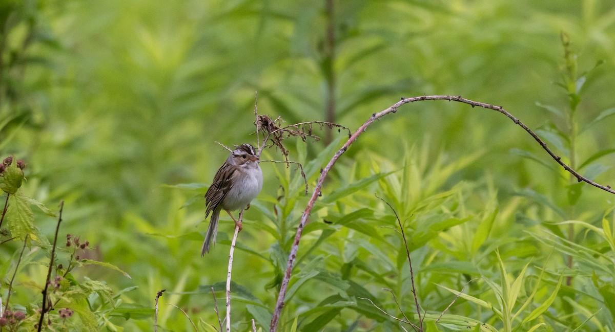 Clay-colored Sparrow - ML620315047