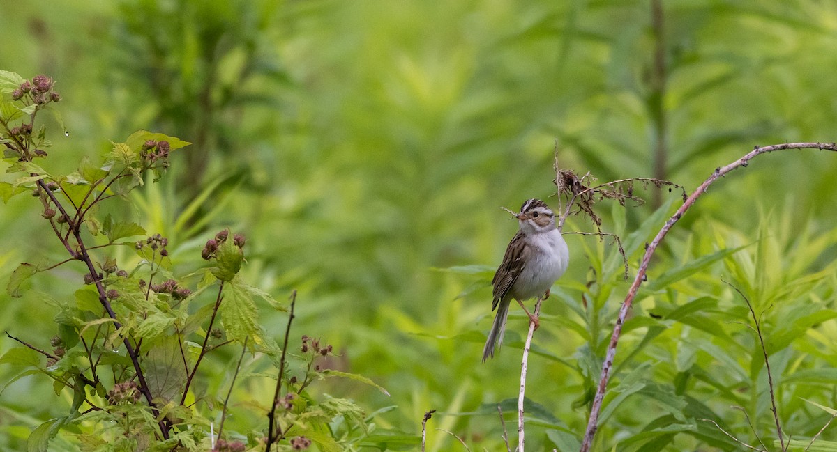 Clay-colored Sparrow - ML620315048