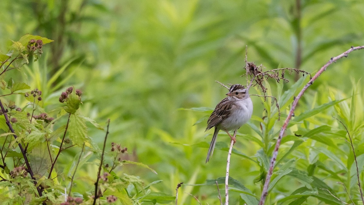 Clay-colored Sparrow - ML620315050