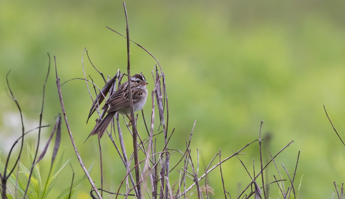 Clay-colored Sparrow - ML620315051