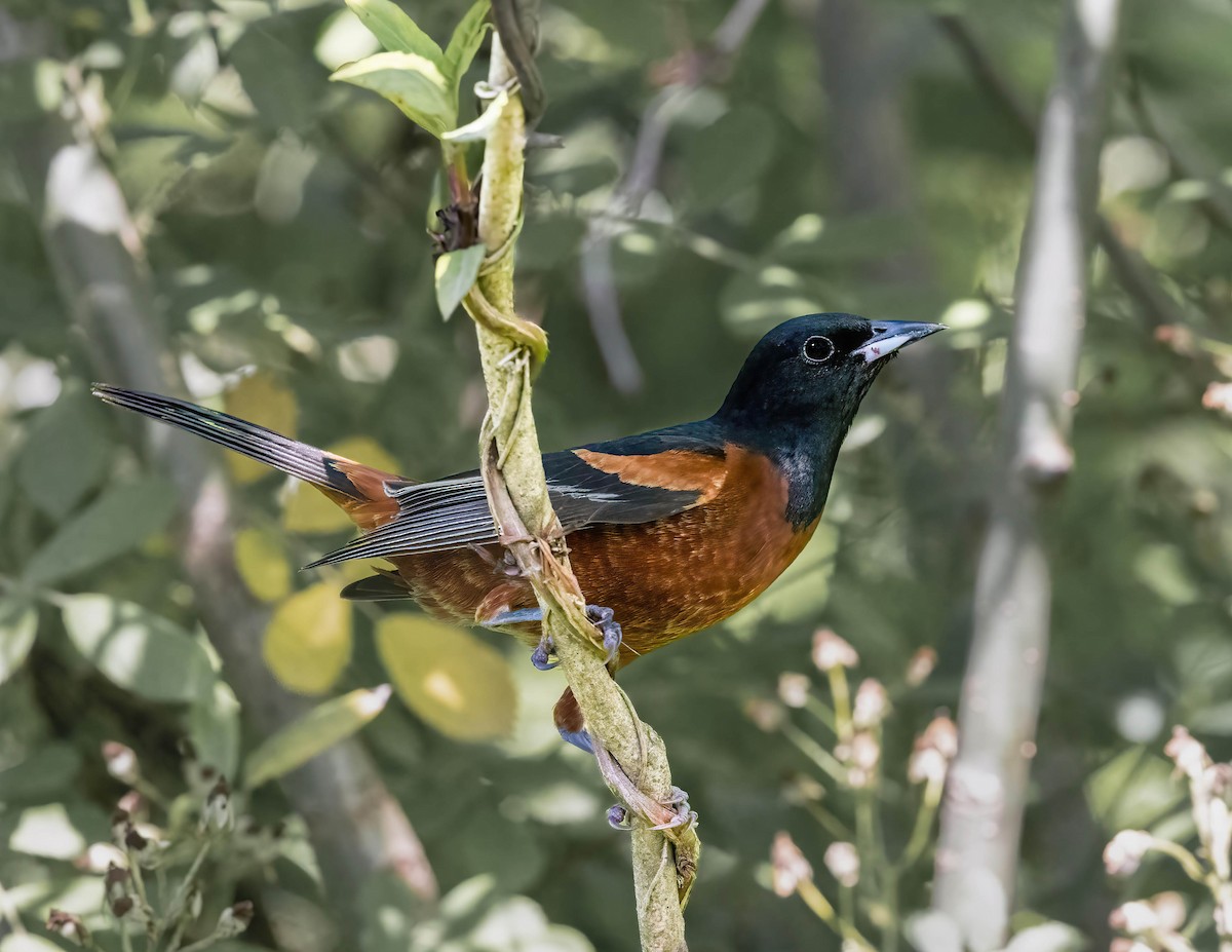 Orchard Oriole - ML620315052