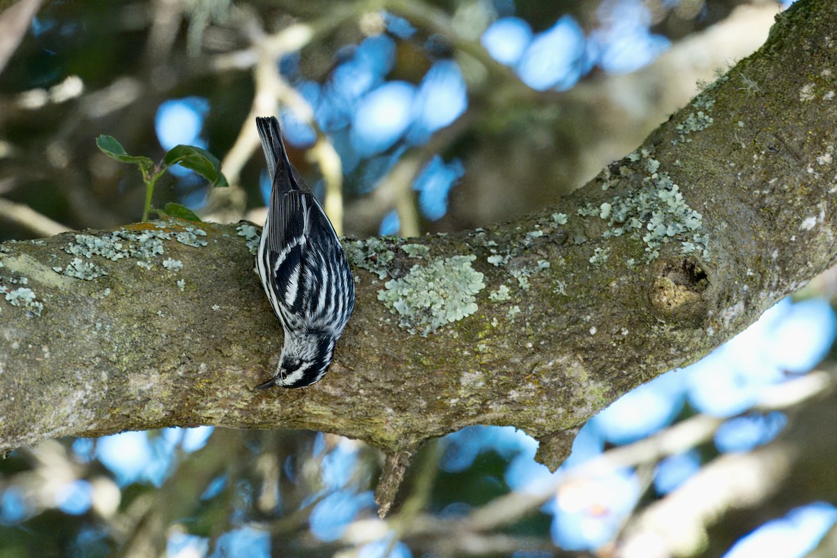 Black-and-white Warbler - ML620315059
