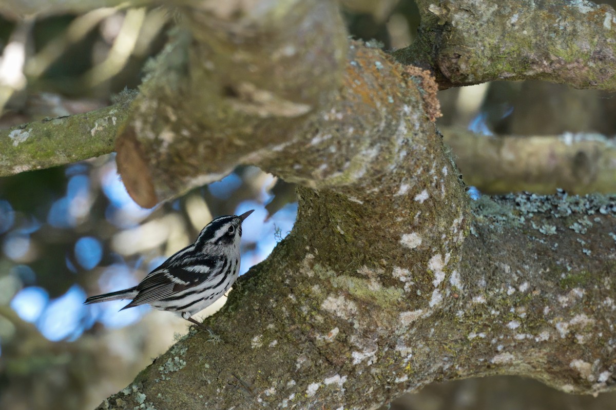 Black-and-white Warbler - ML620315060