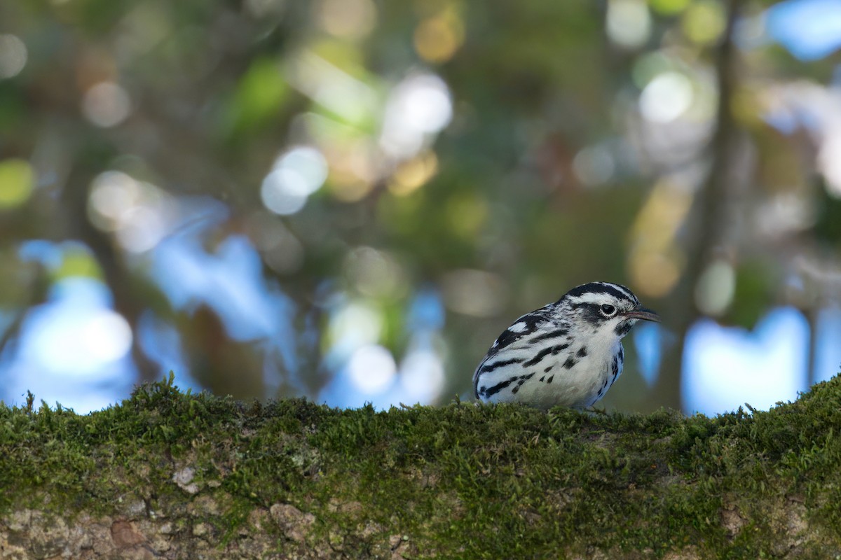 Black-and-white Warbler - ML620315062