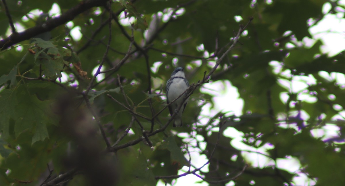 Cerulean Warbler - ML620315064