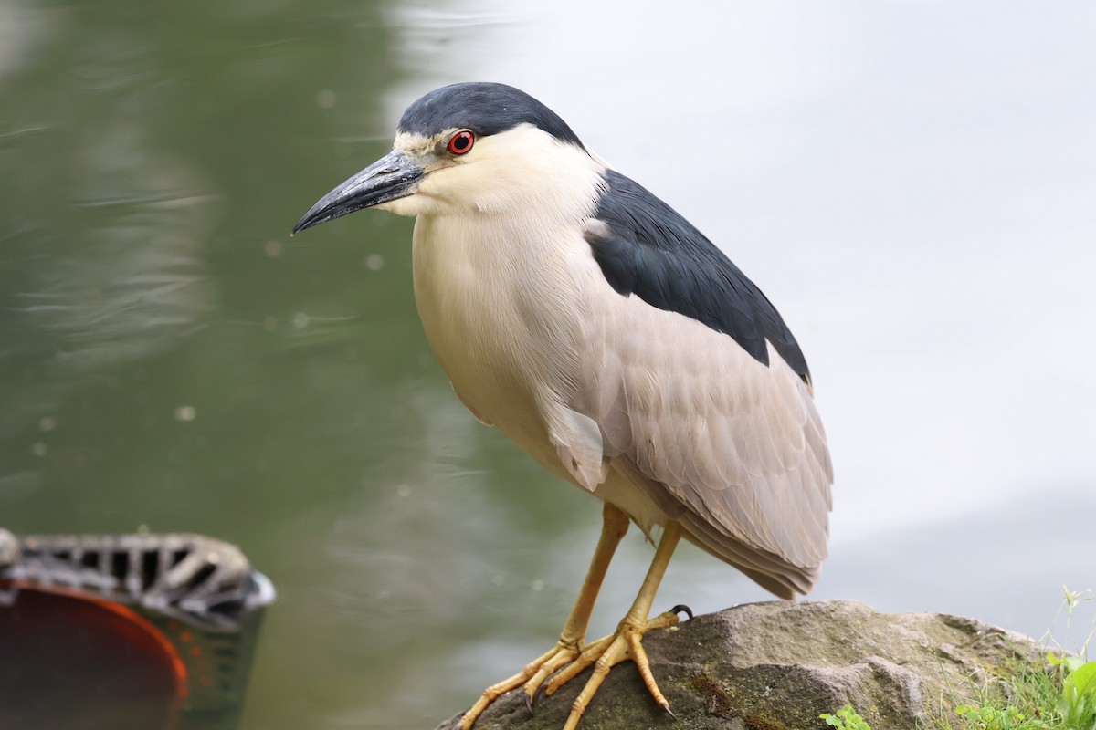 Black-crowned Night Heron - Arindam Bakshi