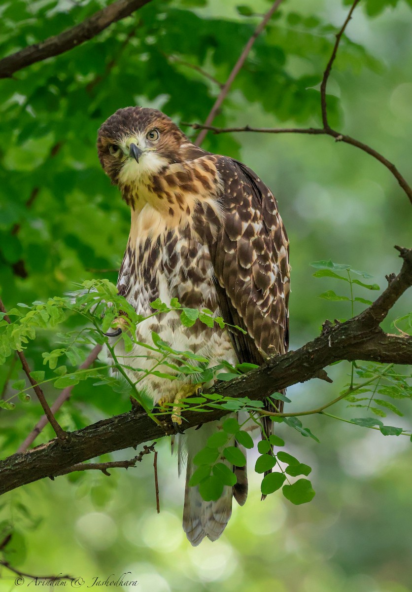 Rotschwanzbussard - ML620315073