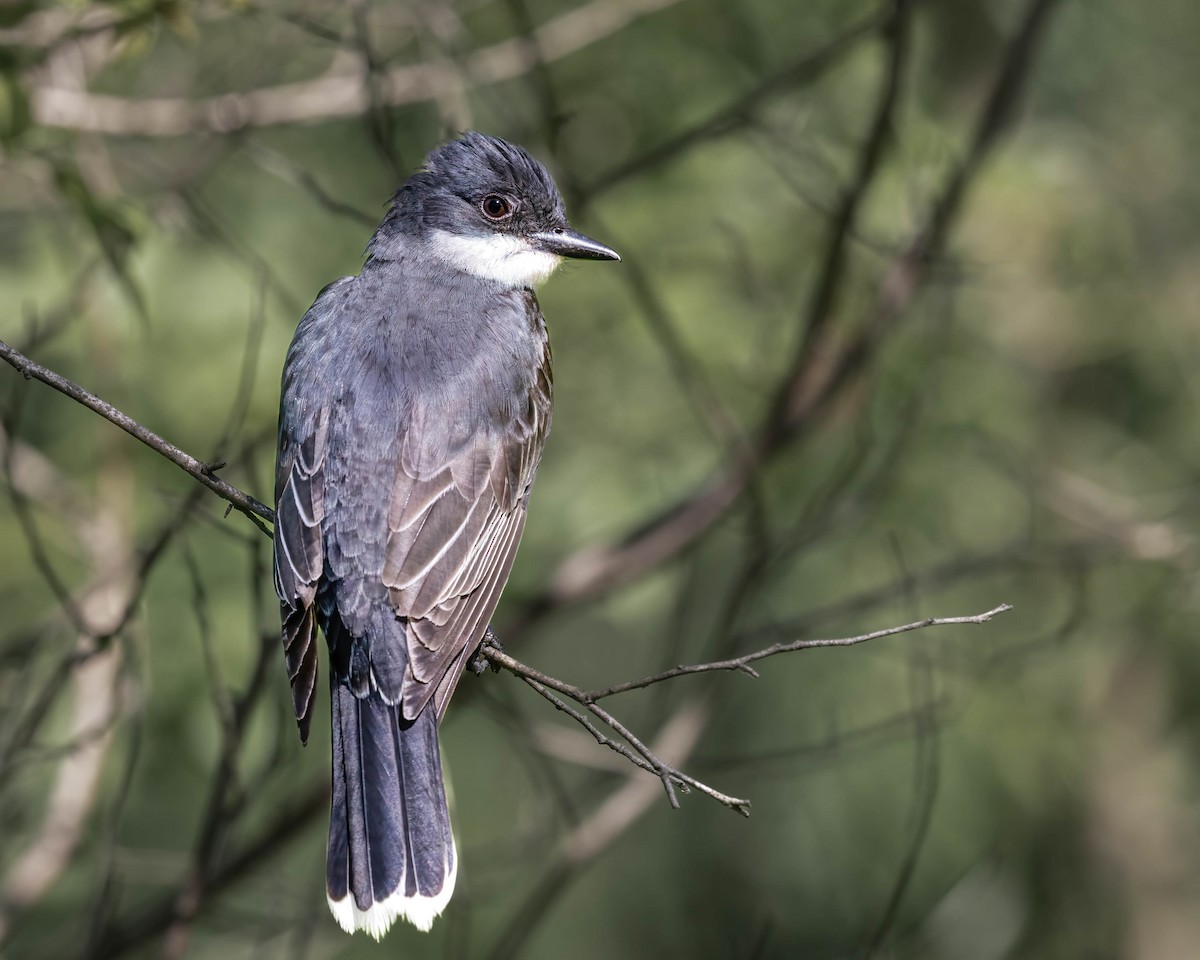 Eastern Kingbird - Brian Smith