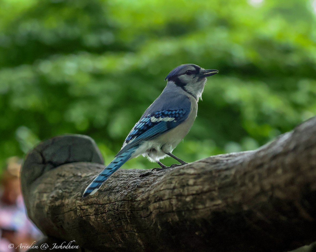 Blue Jay - Arindam Bakshi