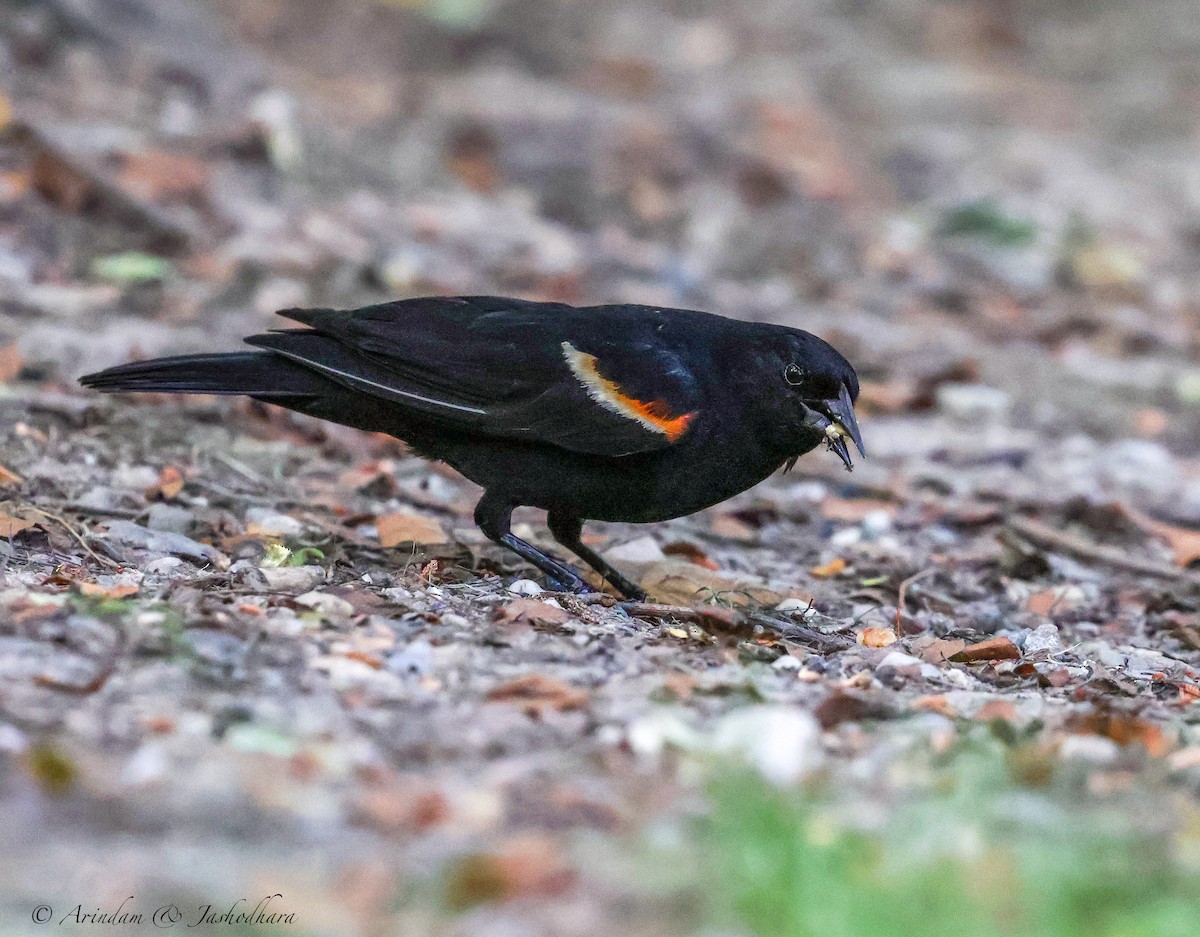 Red-winged Blackbird - ML620315093