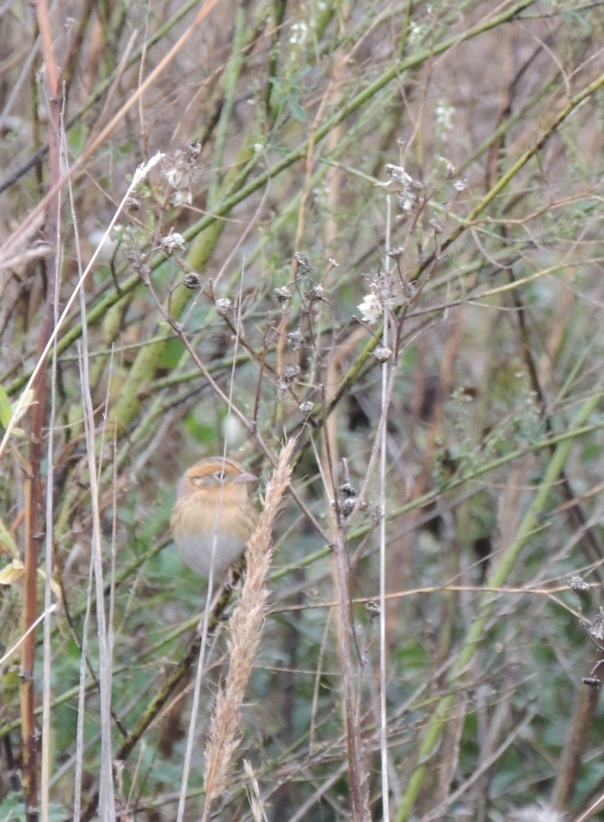 LeConte's Sparrow - ML620315096