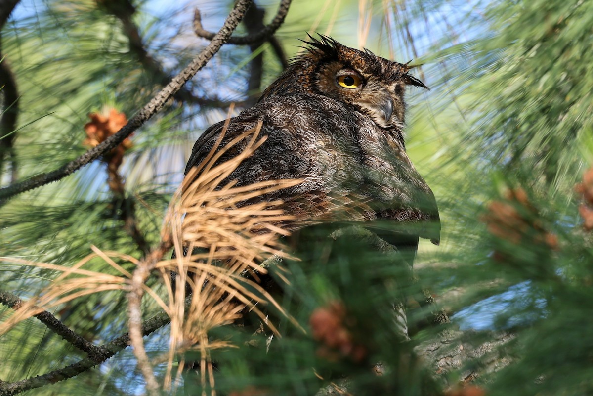 Great Horned Owl - ML620315099
