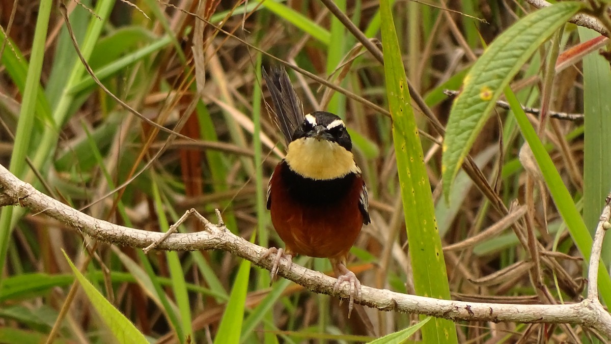 Weißflügel-Bandvogel - ML620315102