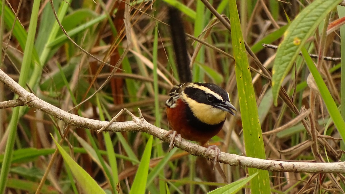 Weißflügel-Bandvogel - ML620315105