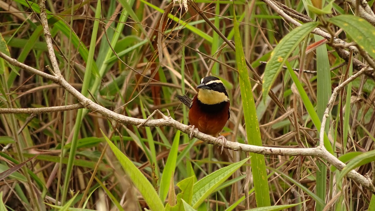 Weißflügel-Bandvogel - ML620315107