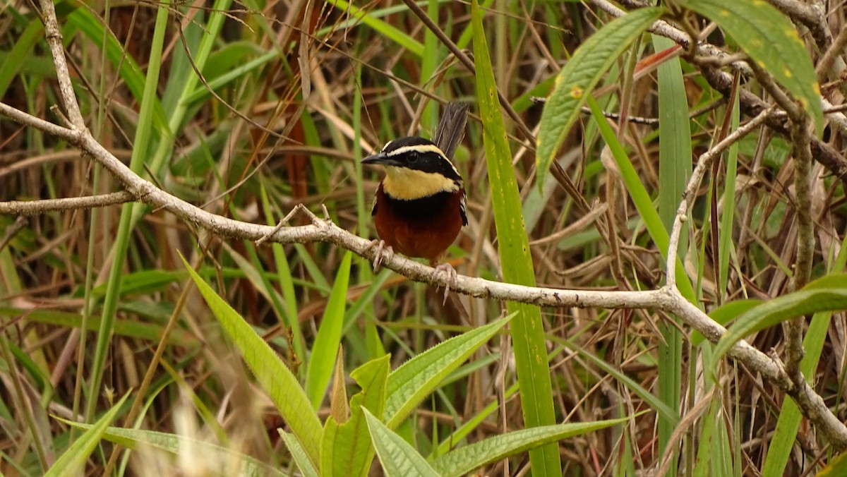 Weißflügel-Bandvogel - ML620315108