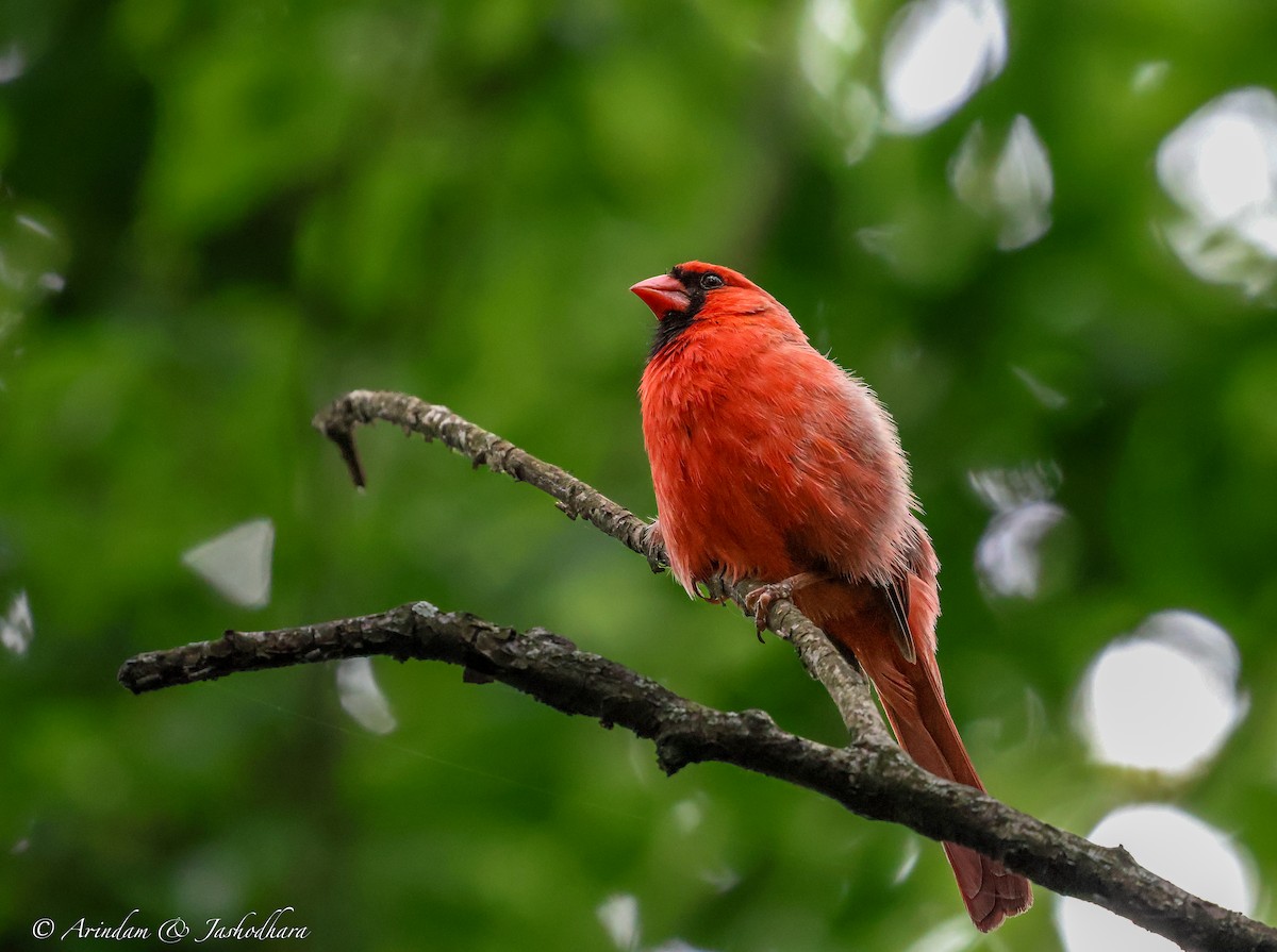 Cardinal rouge - ML620315111