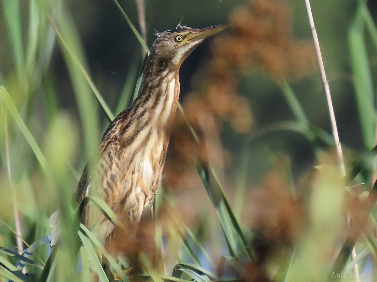 Little Bittern - ML620315117