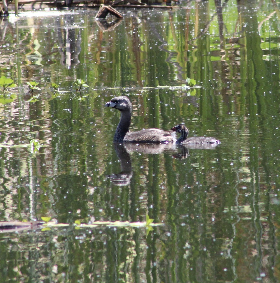 Pied-billed Grebe - ML620315118