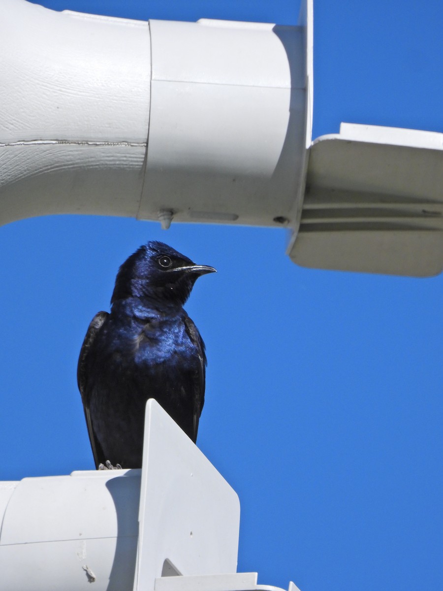 Purple Martin - ML620315121