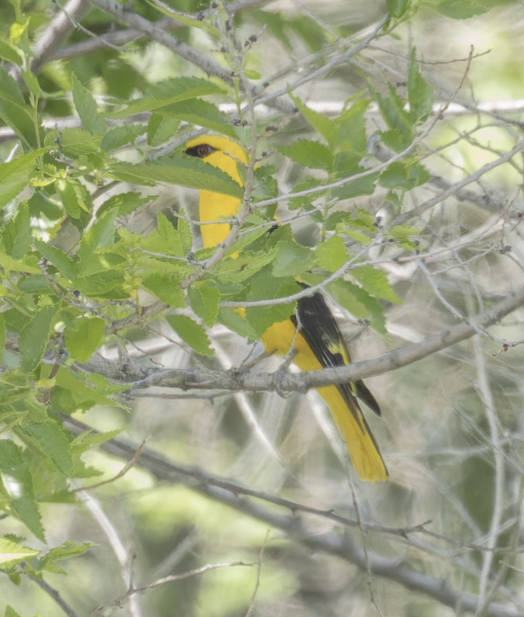 Indian Golden Oriole - ML620315123