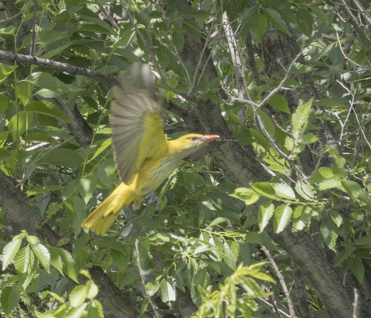 Indian Golden Oriole - ML620315124