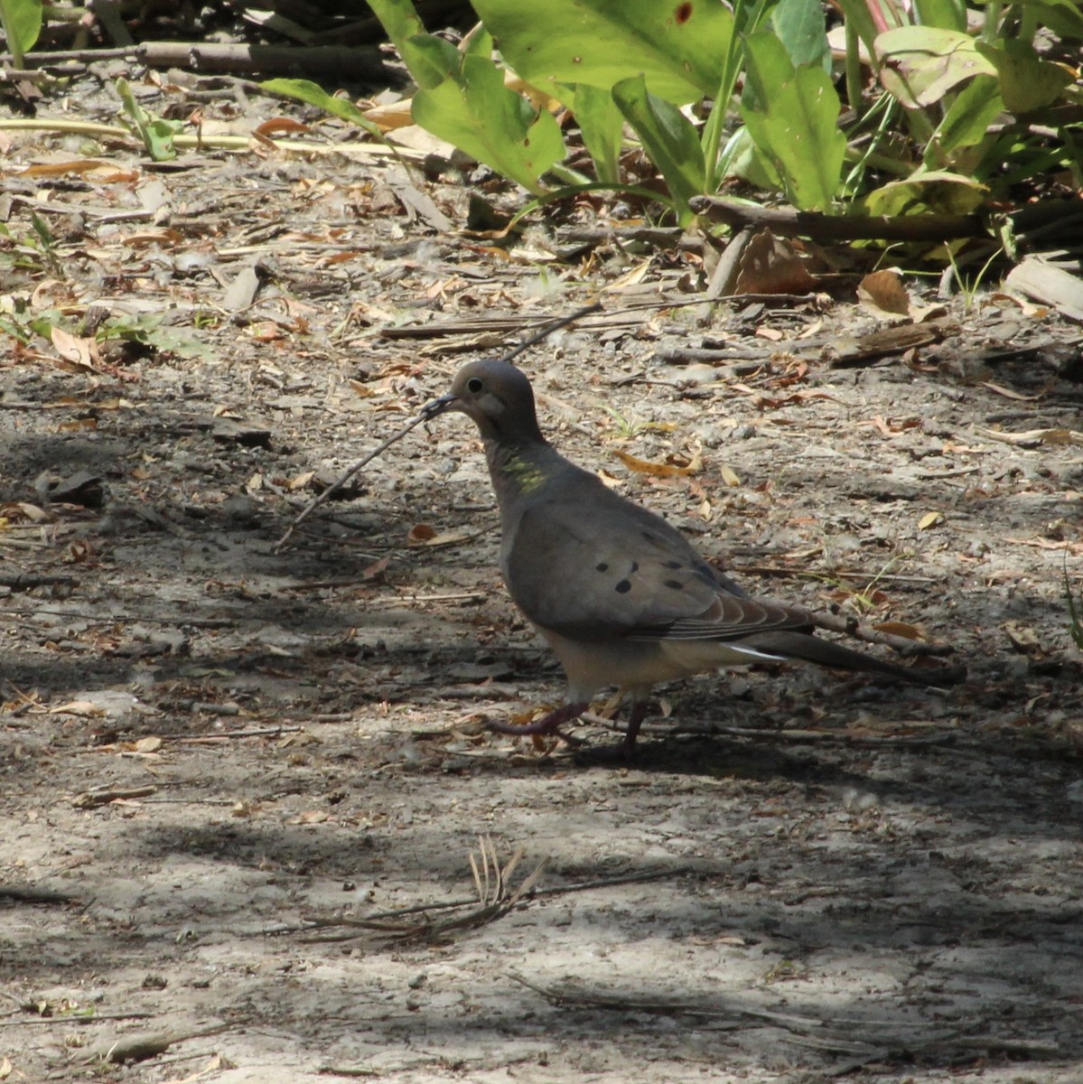 Mourning Dove - ML620315132