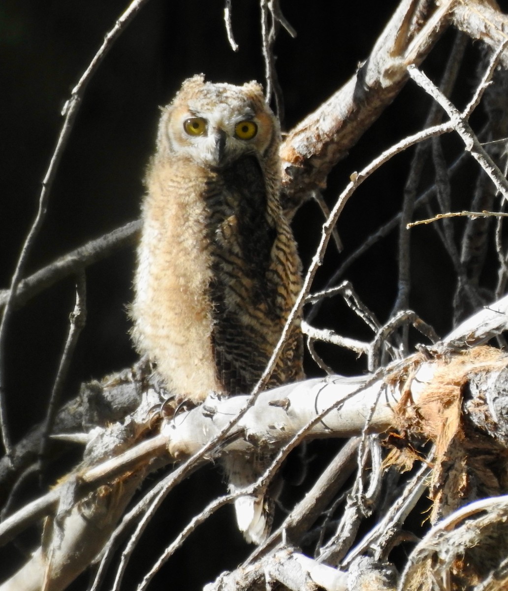 Great Horned Owl - ML620315133