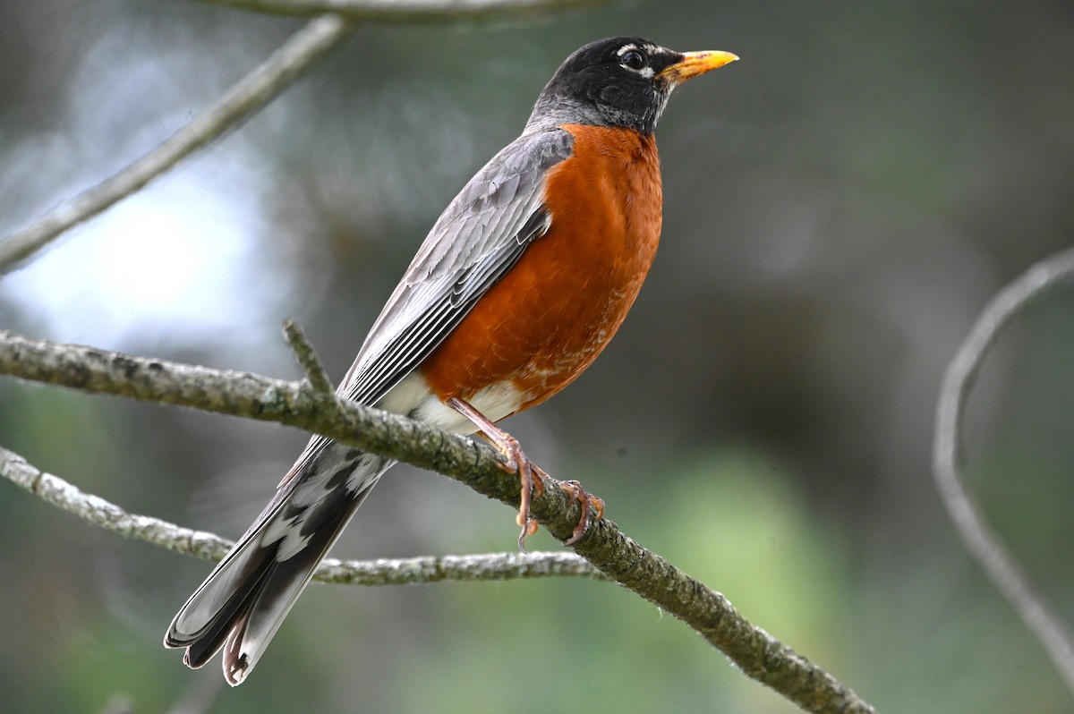 American Robin - ML620315136