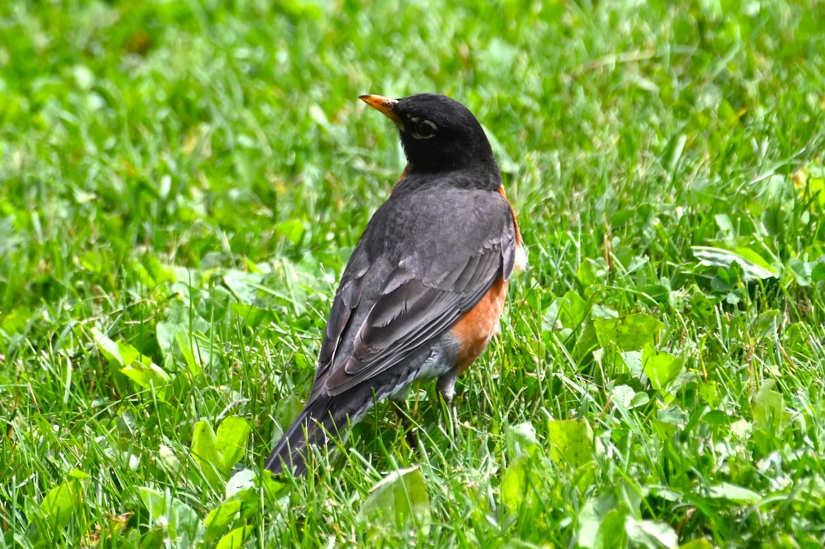 American Robin - ML620315139