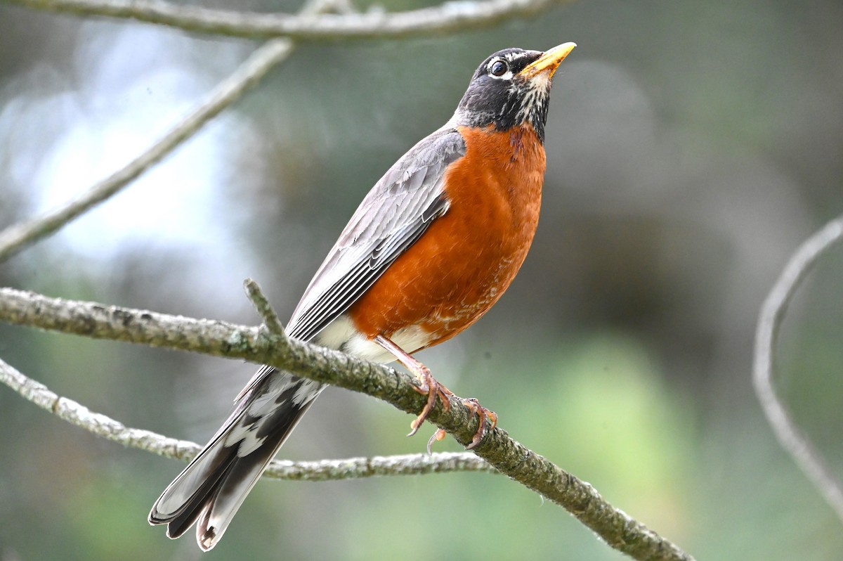 American Robin - ML620315140