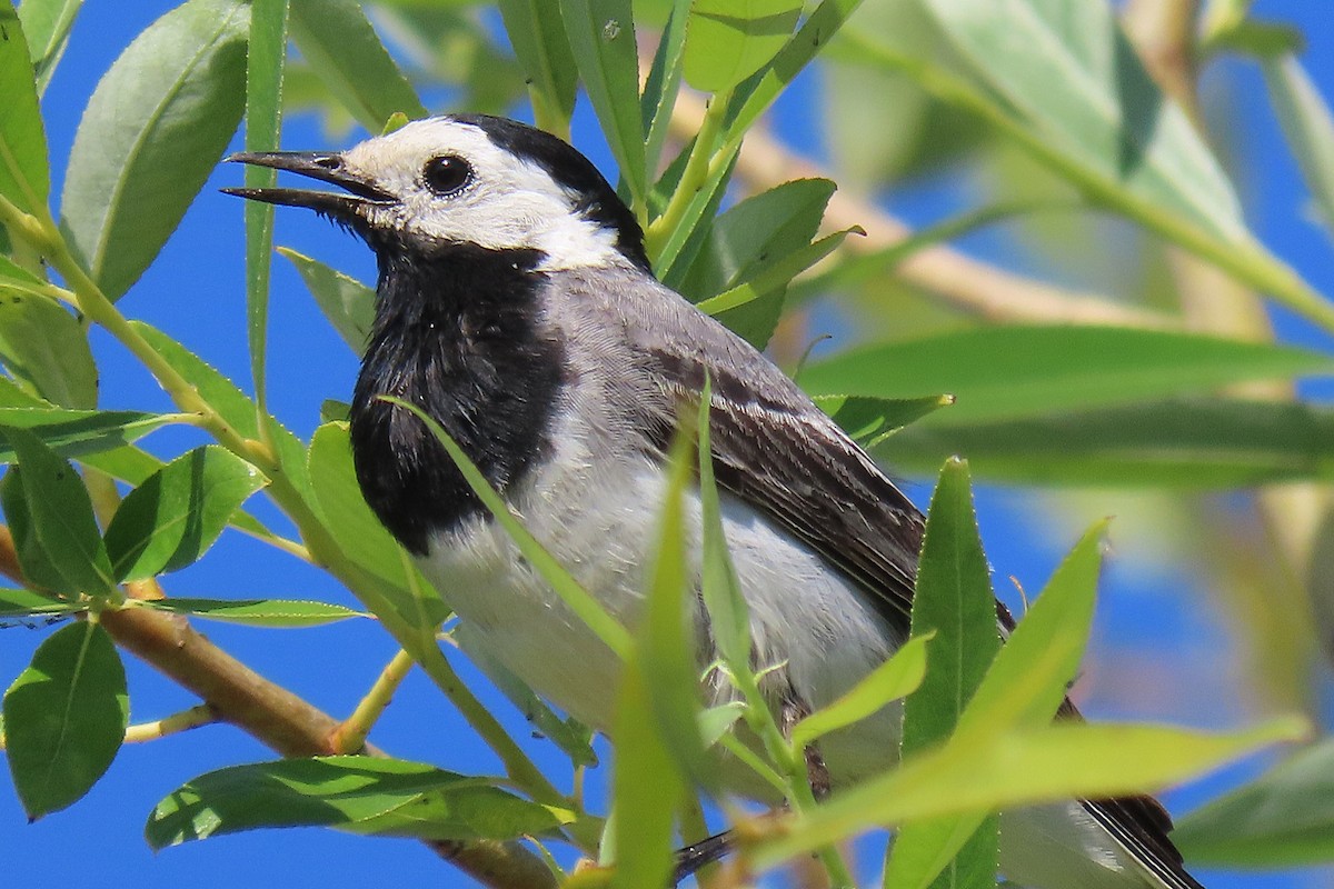 White Wagtail - ML620315142