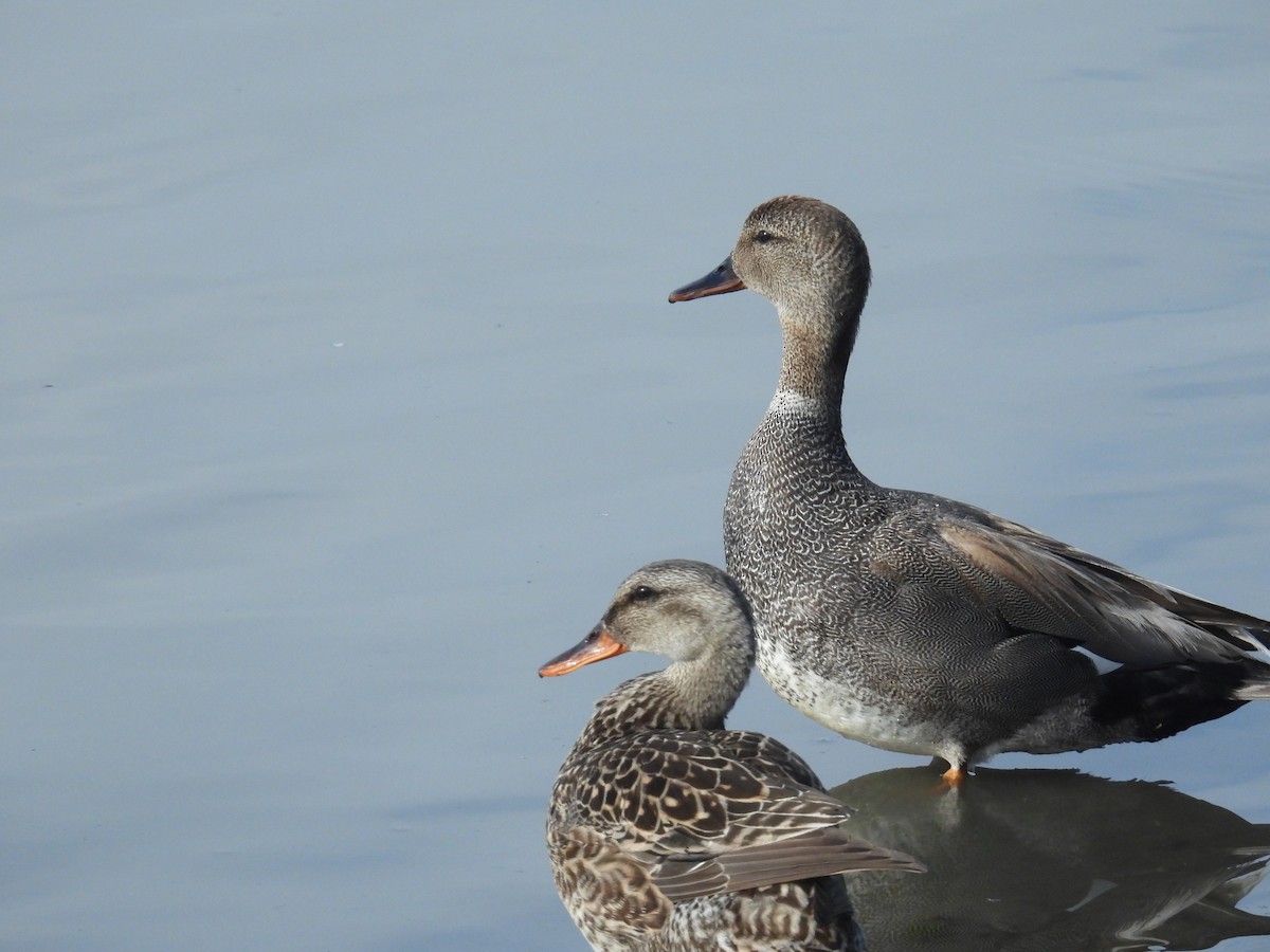 Gadwall - ML620315144