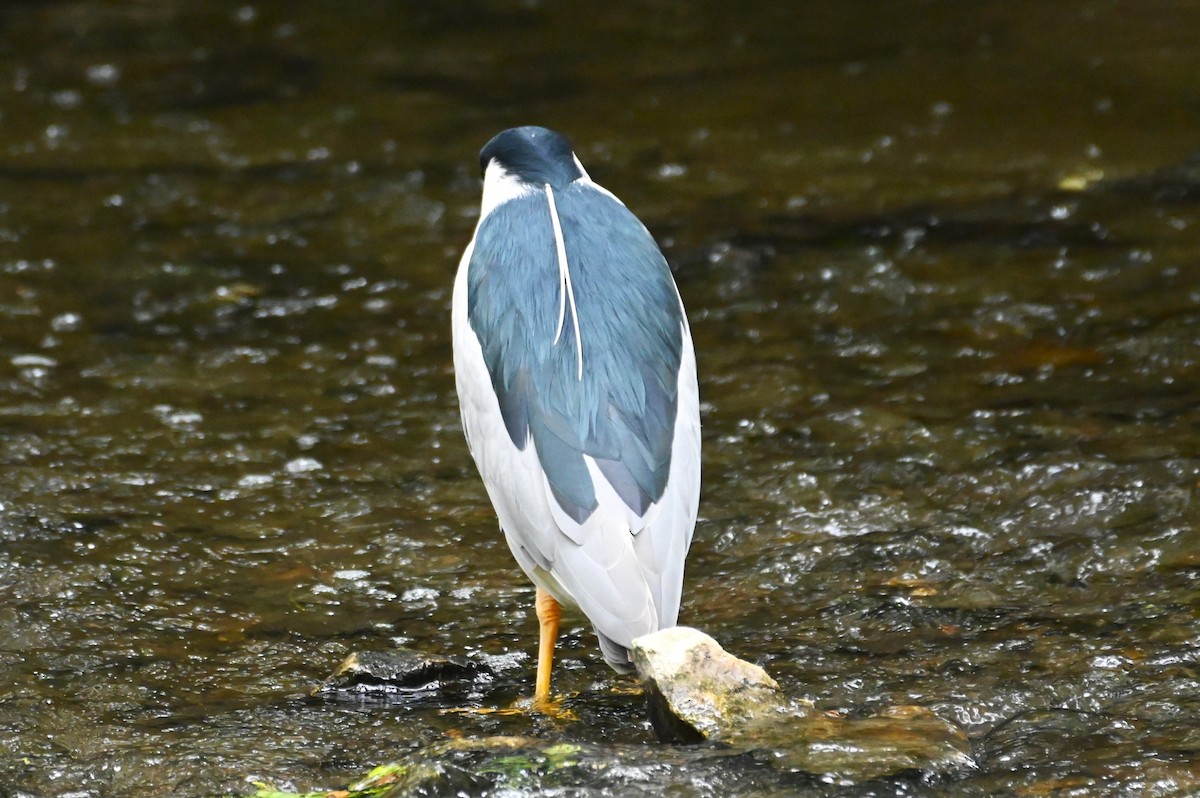 Black-crowned Night Heron - ML620315155