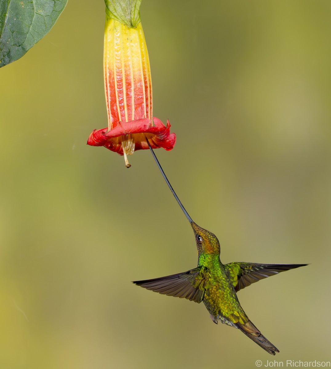 Sword-billed Hummingbird - ML620315158