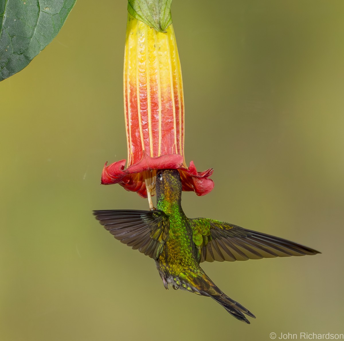 Sword-billed Hummingbird - ML620315159