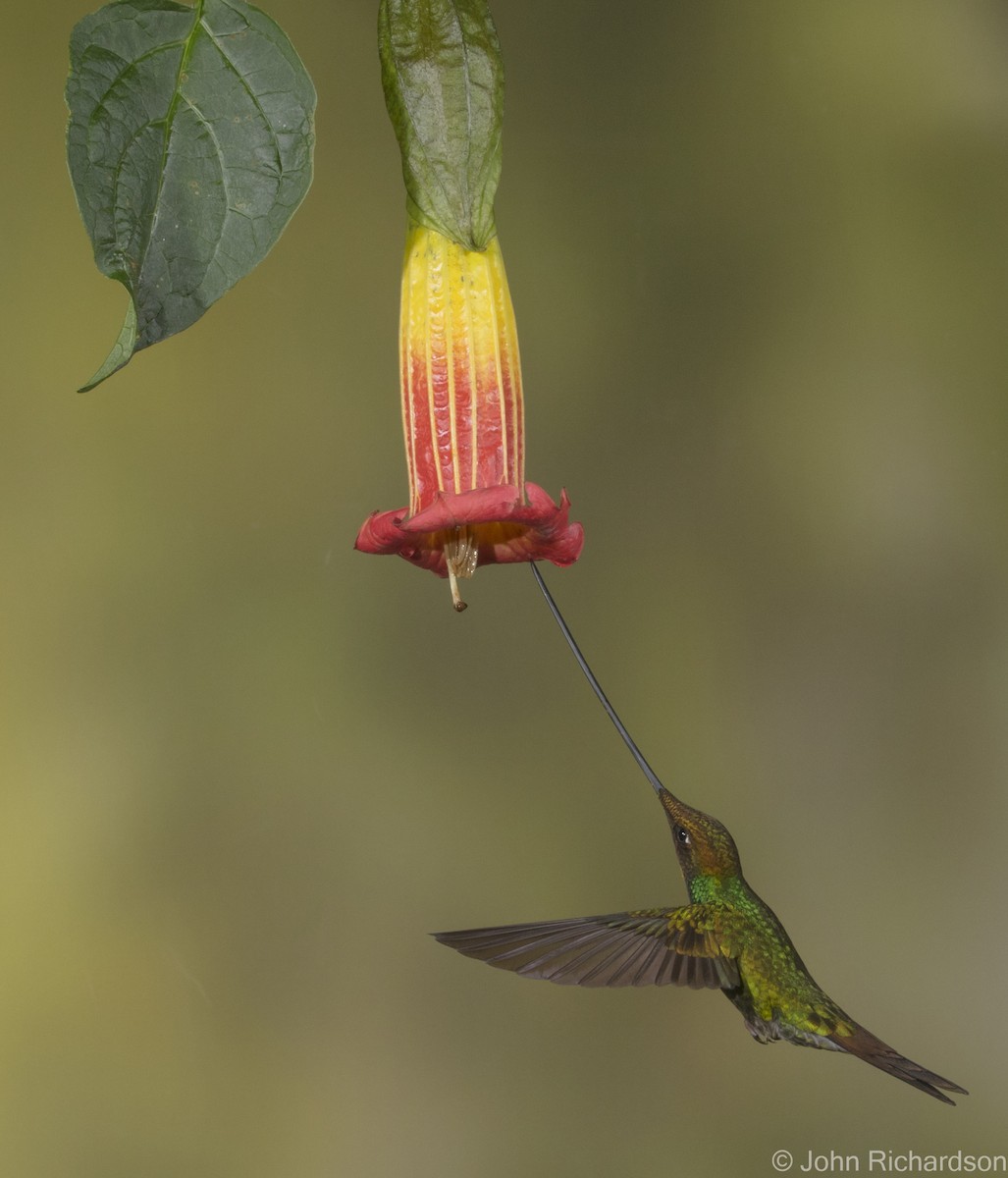 Sword-billed Hummingbird - ML620315160