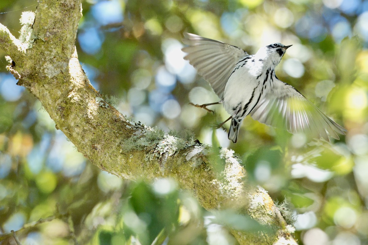 Black-and-white Warbler - ML620315164