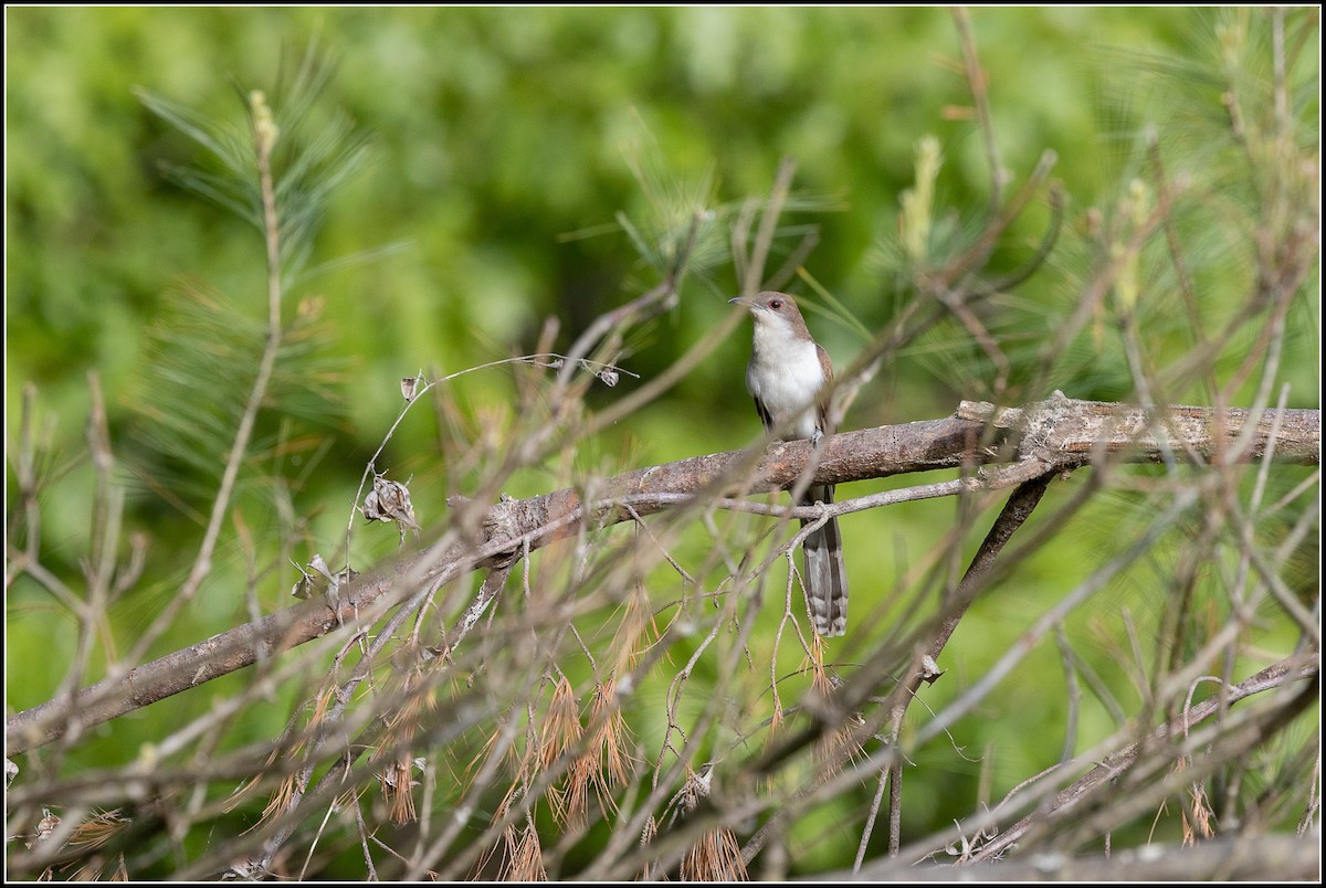 Black-billed Cuckoo - ML620315170