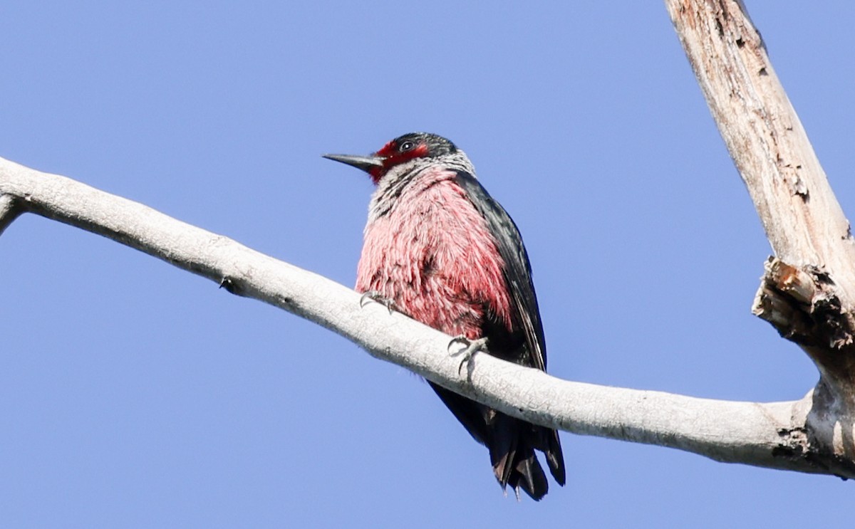 Lewis's Woodpecker - ML620315172