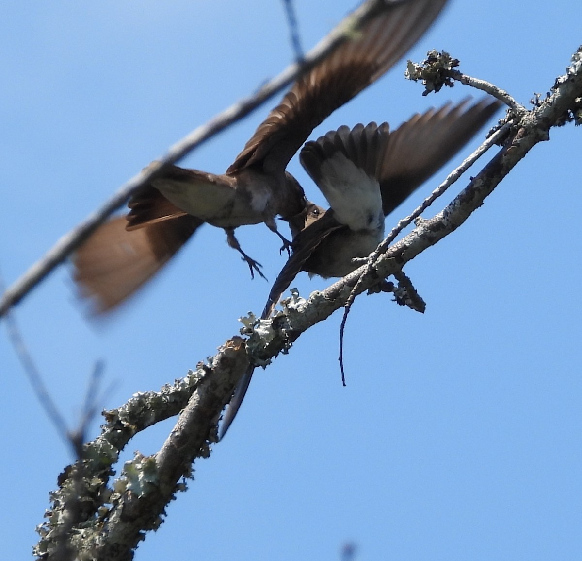 Northern Rough-winged Swallow - ML620315175
