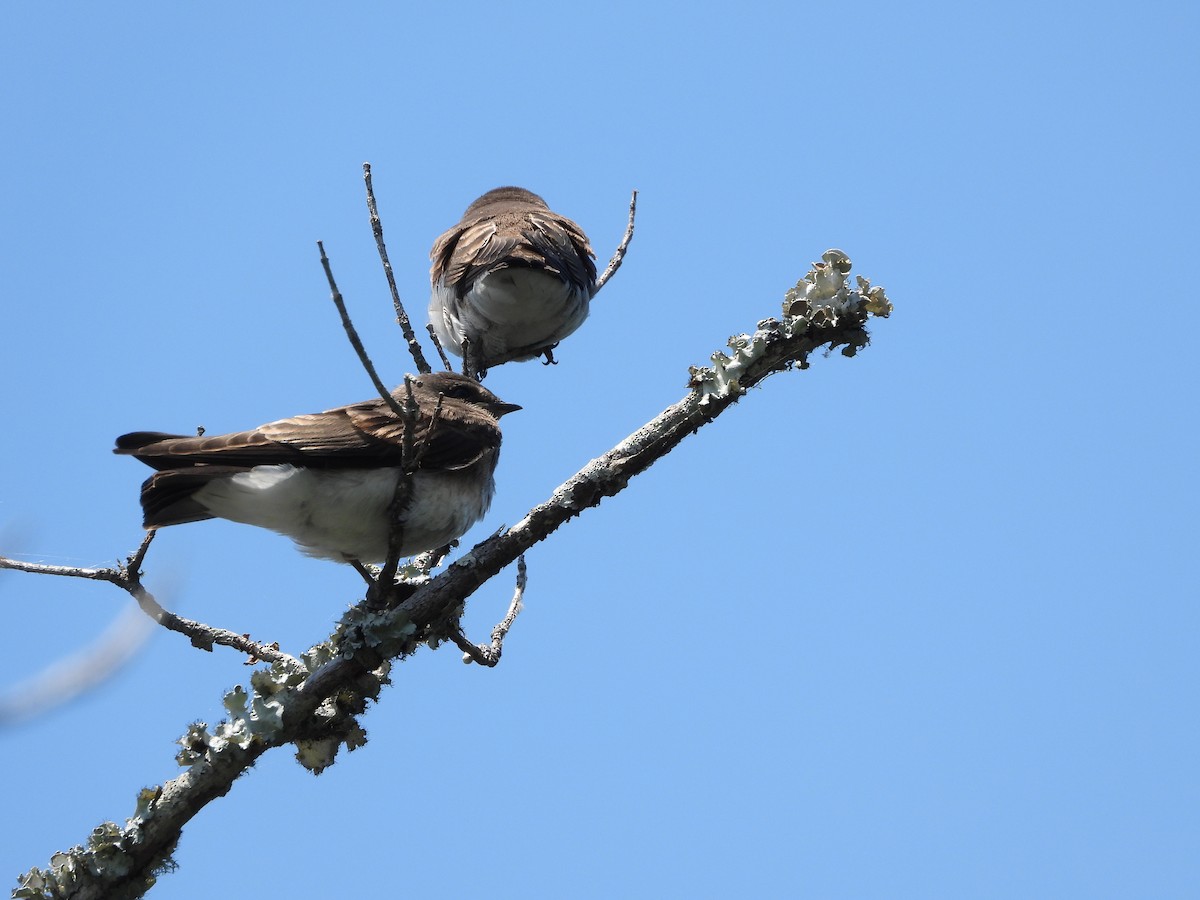 Northern Rough-winged Swallow - ML620315176
