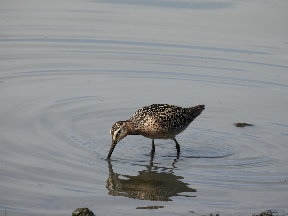 Long-billed Dowitcher - ML620315177