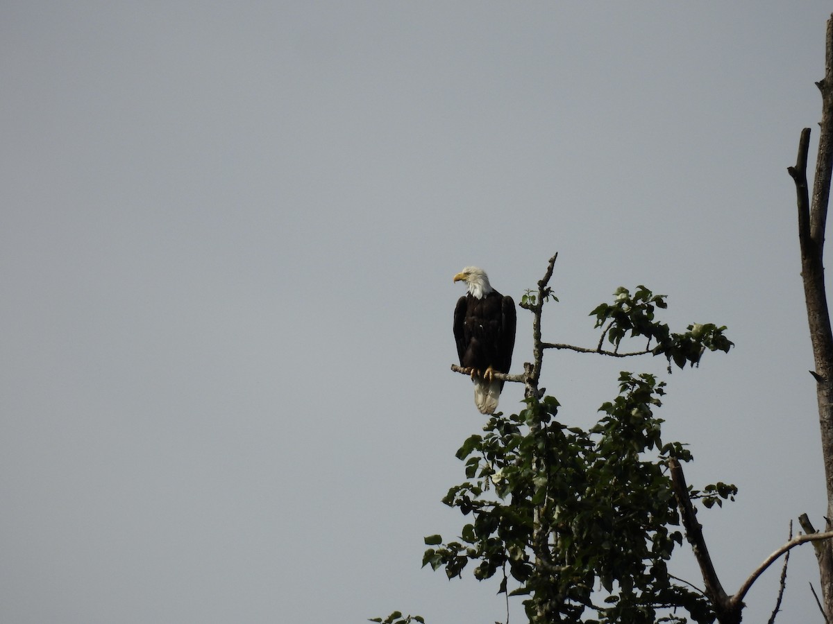 Bald Eagle - ML620315182