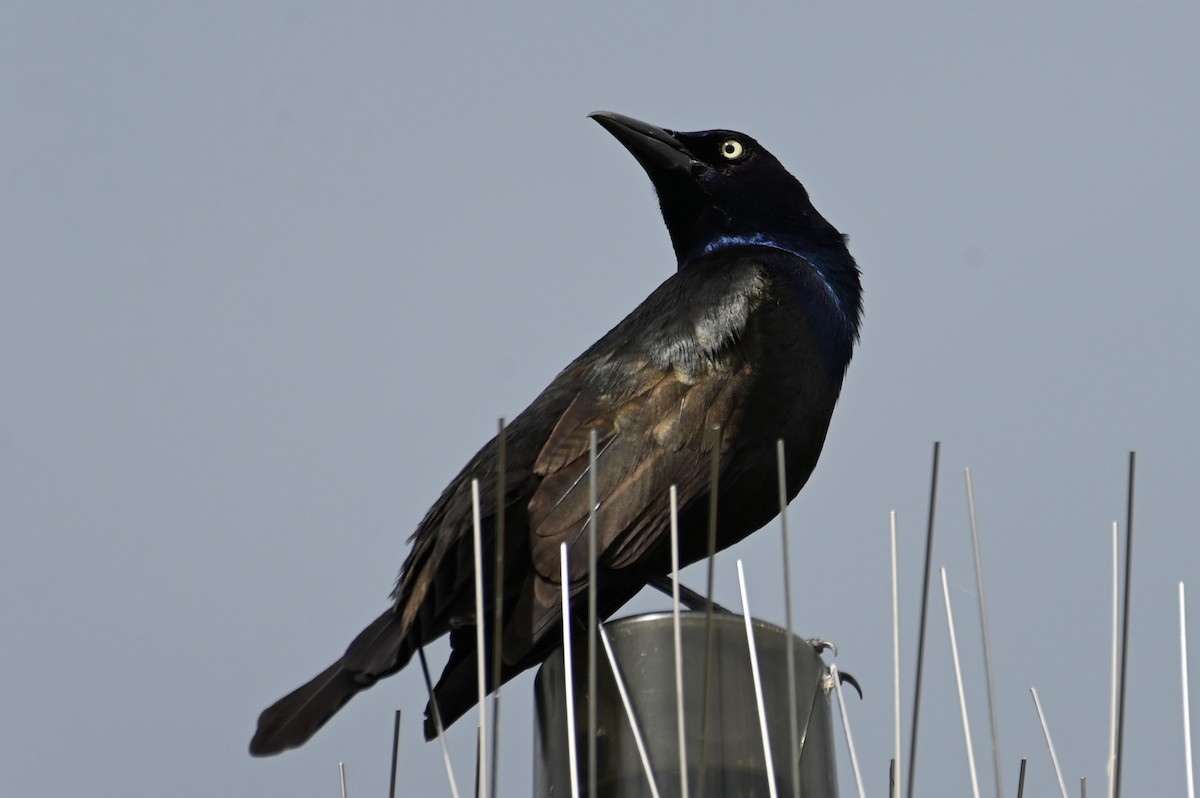 Common Grackle - ML620315184