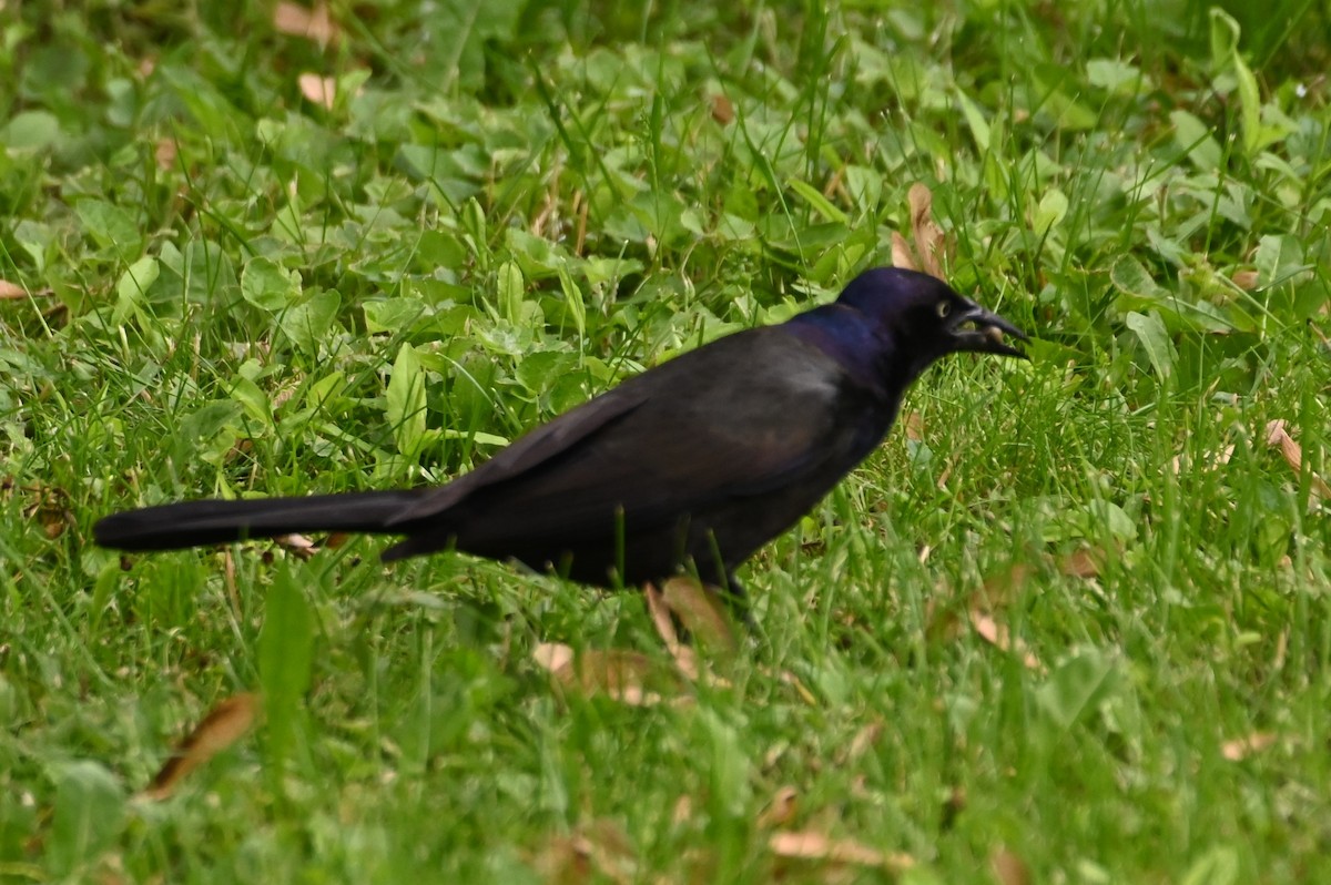 Common Grackle - ML620315185